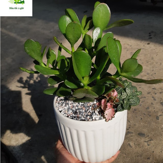 Cây ngọc bích MIX CHẬU để bàn