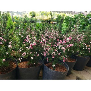 Cây Nhất Chi Mai(loại lớn.cao 80cm đến 90cm)