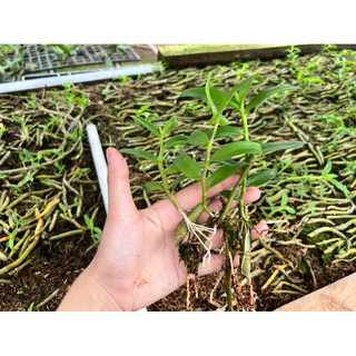 (MUA 5 tặng 1) Kie Phi Điệp 10-15cm các màu