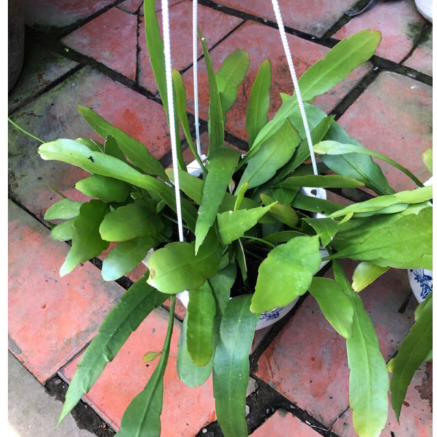 Quỳnh thái hoa trắng