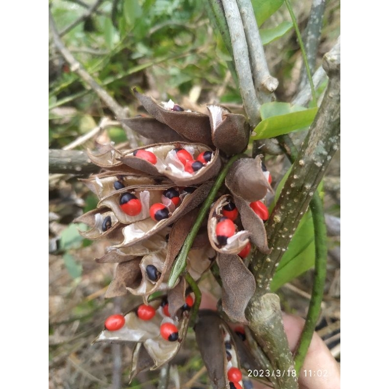 50 hạt cam thảo dây / chi chi