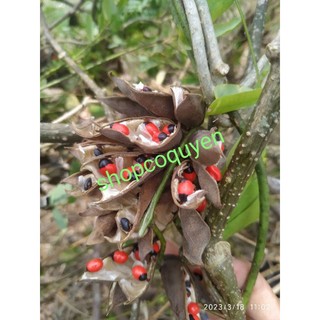 Cam thảo dây tươi 1 kg