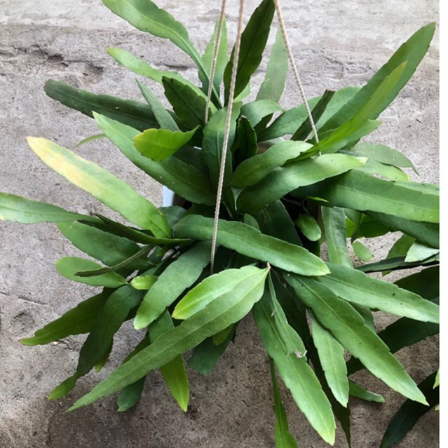 Quỳnh thái hoa trắng