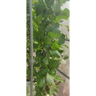 Dung dịch hữu cơ thế hệ mới