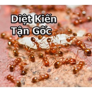 《 HCM 》Lọ Dụng Dịch diệt kiến-gián sinh học an toàn hàng Việt Nam
