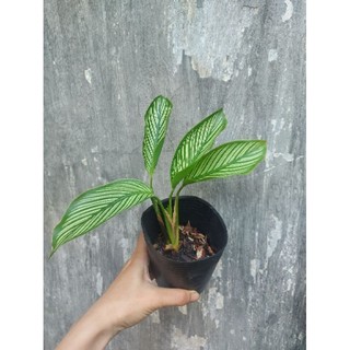 Đuôi công xanh ( cây giống)