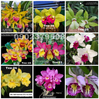 Cattleya Mini Hoa chùm siêng hoa