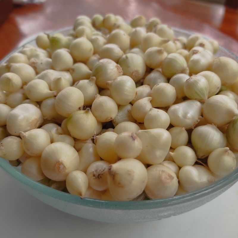 Mua 1kg Hanh tăm (củ nén) nghệ an đạt tiêu chuẩn chất lượng O COP và ...