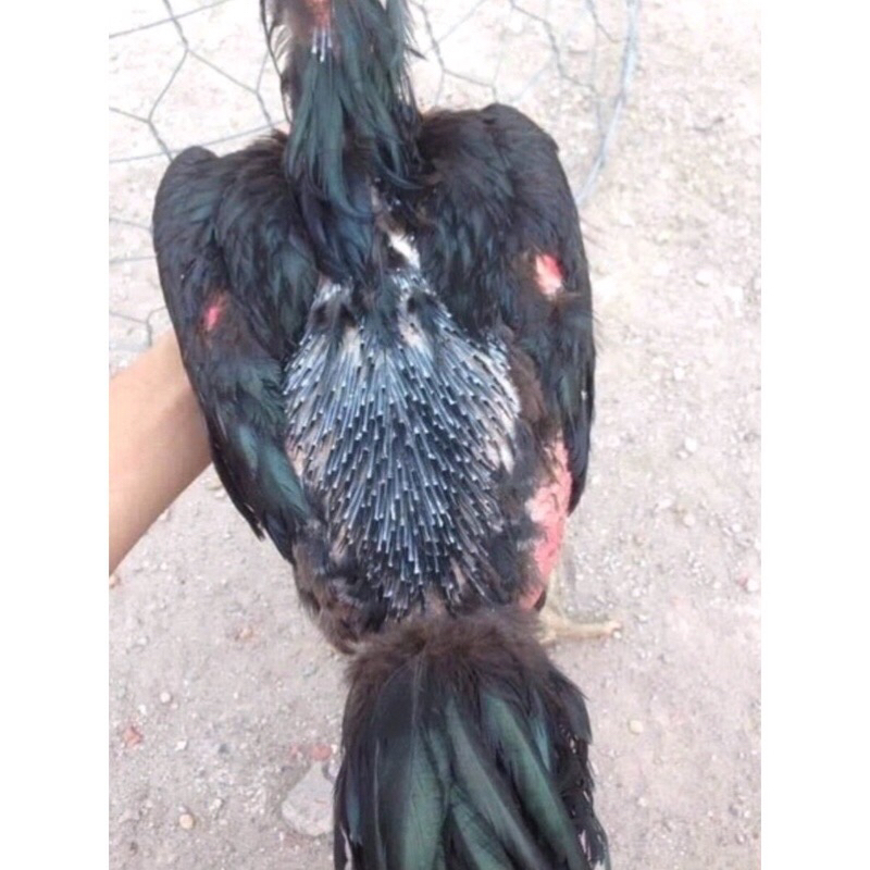 Kích ra lông, mọc lông nhanh thái lan