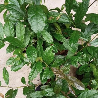 Chậu cây xạ đen-vườn của boss