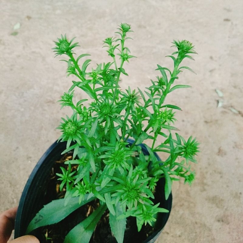 Cây Hoa Thạch Thảo Trắng