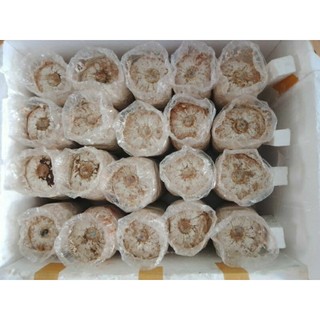 Phôi Nấm Mối Đen(1kiện&7phôi) Chưa Có Mựn Dừa