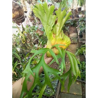 Cây Ổ Rồng đã có Râu, ghép gỗ có móc treo, hàng mới bóc rừng lá sẽ hơi giập k đẹp như hàng thuần