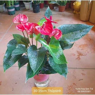 (VHST - GIAO TP.HCM 1-5H) HỒNG MÔN ĐỎ thủy sinh.
