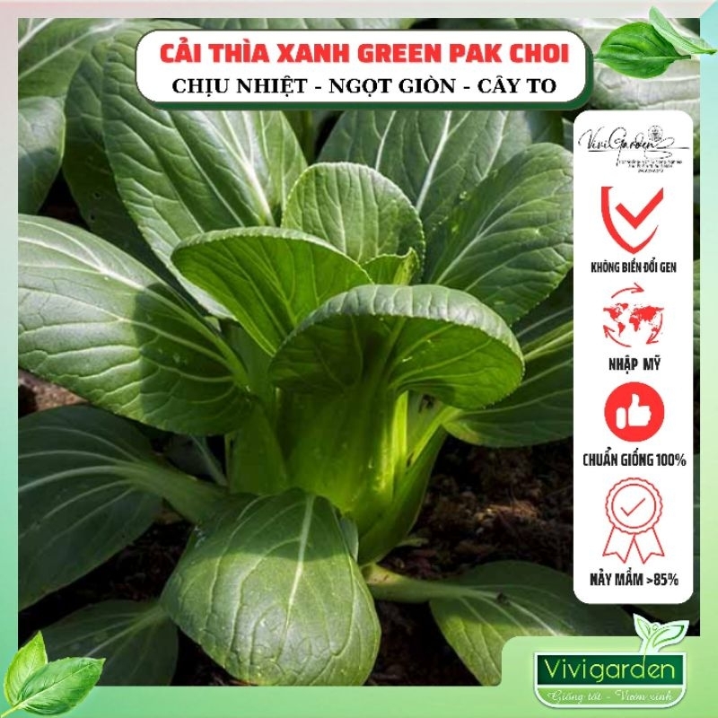 Gói 1gr (~300 hạt) hạt giống cải nhíp cải thìa xanh GREEN PAK CHOI giống hữu cơ Jonny seed Mỹ