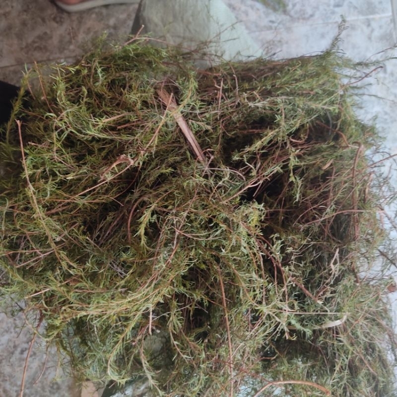 Cây ranh rành  khô dùng cho phụ nữ sau sinh 100g