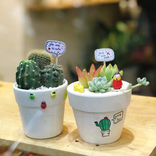 COMBO 3 sen đá MIX CHẬU ĐẸP để bàn