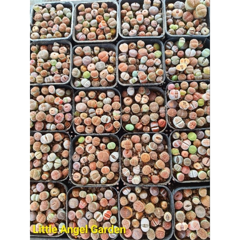 13 Sen mông - Thạch Lan - Lithops Size 1-2 cm | Kèm chậu nhựa và đất trồng
