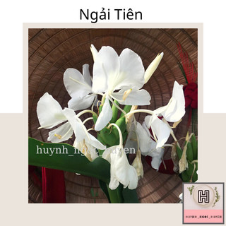 Ngải Tiên ( Hoa rất thơm)