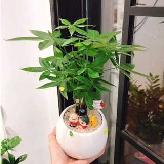 Cây kim ngân thắt bím nhỏ mix chậu để bàn