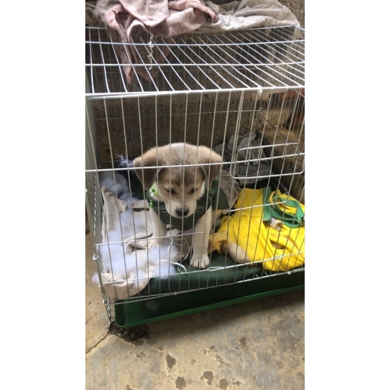 LỒNG CHIM, GÀ MÈO, CHUỘT..50x50x47 CM