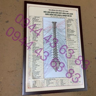 Tranh giải phẫu cột sống 60x90cm