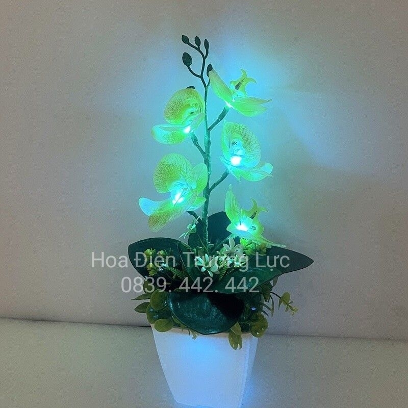 Chậu Lan Hồ Điệp -Hoa Trang Trí Có Đèn 5 bông