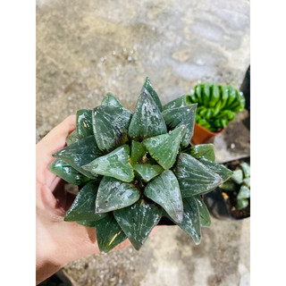 sen đá haworthia 05