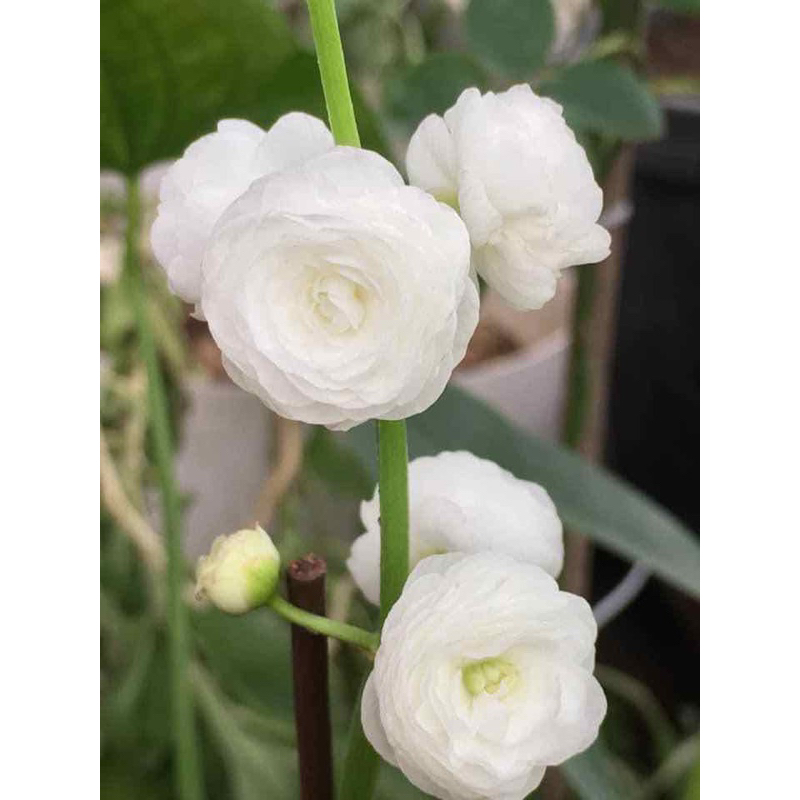 (HOẢ TỐC) THUỶ TIÊN THÁI (giao cây trơn) - 1 cây