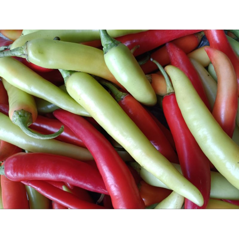 Ớt sừng Huế ớt Ba Tri ớt bống