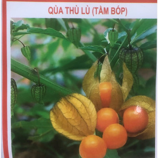 Hạt giống Quả Thù Lù