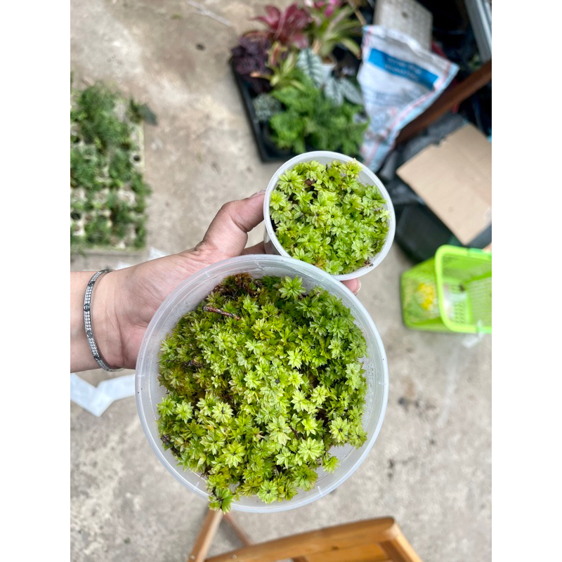 Rêu hồng đài Umbrella Moss setup terrarium