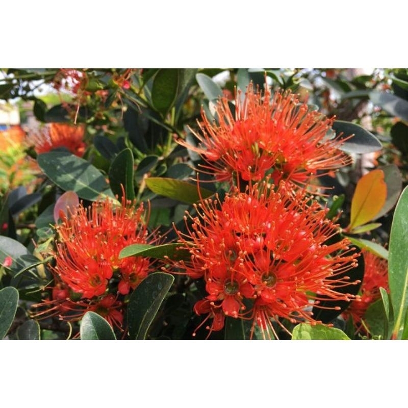 Cây Mai Thái Đỏ