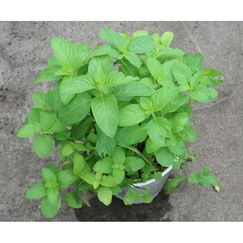 Cây Bạc Hà Japanmint 40k/chậu