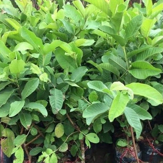 Cây ổi lùn SIÊU TRÁI