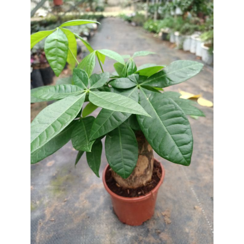 Cây kim ngân củ to chậu nhựa đỏ