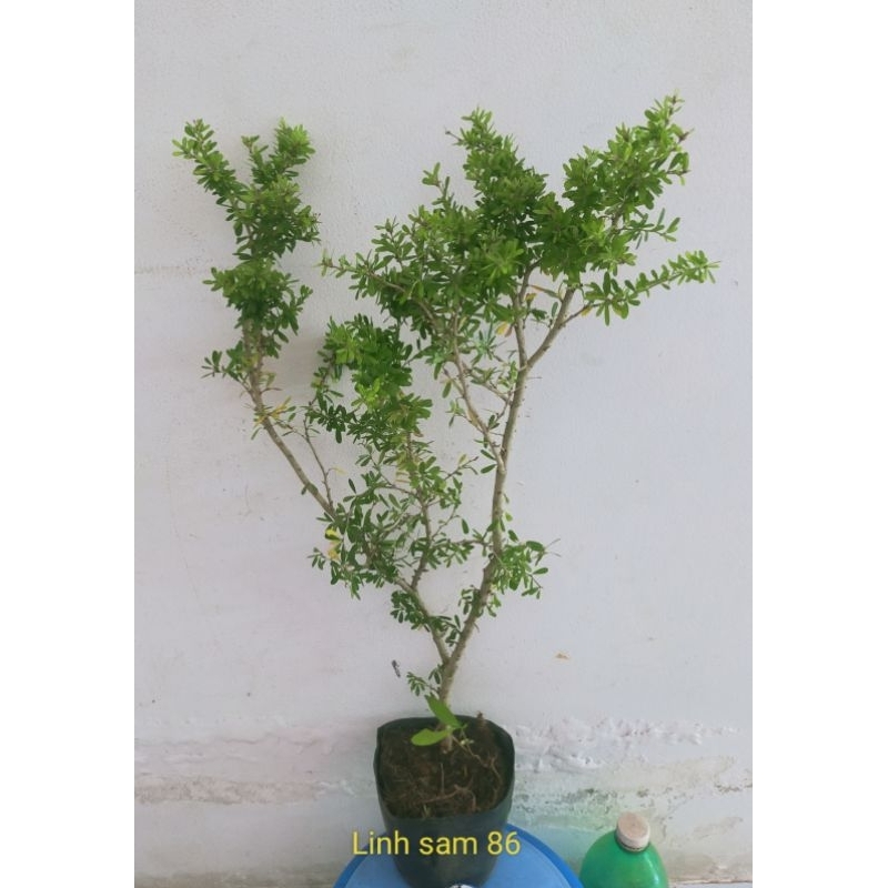Cây linh sam 86 lá rí, tạo bonsai, siêu dễ trồng dễ