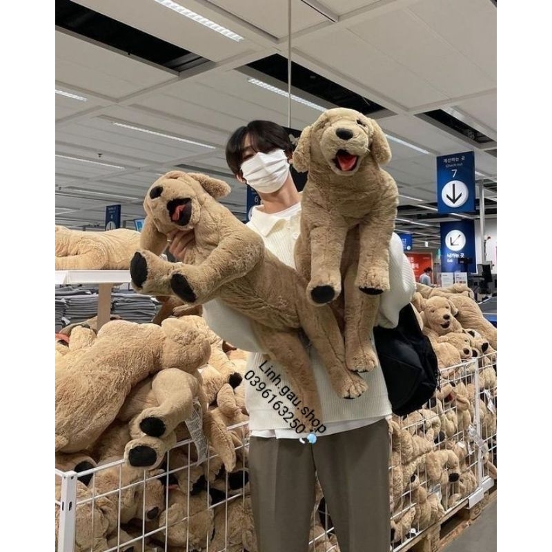 Combo voi Hàn Quốc và chó gold ikea