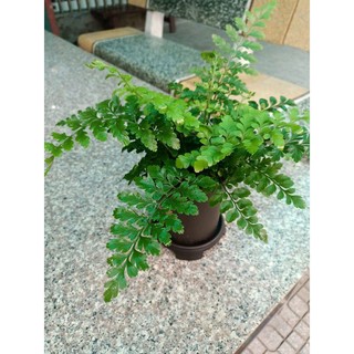 Dương xỉ Thái kèm chậu + đĩa
