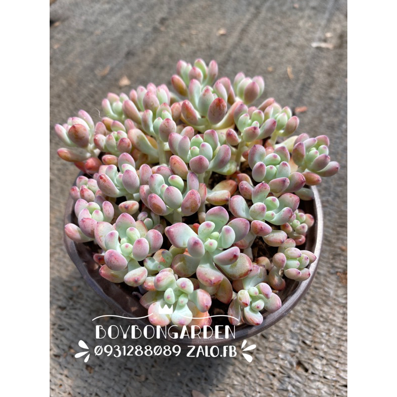 Cây sen đá sỏi anh đào bụi to nhiều gốc size chậu 11cm_🌱hàng sẵn