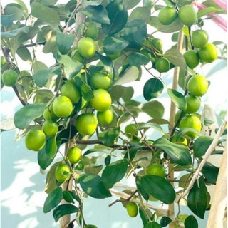Cây táo thái SIÊU TRÁI giao cây đang có hoa trái