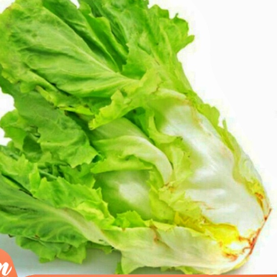 Hạt giống Xà lách ESCAROLE 2gram