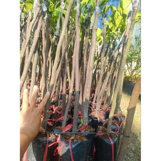 Chậu cây mít ruột đỏ Indo ( cao 60-90cm )
