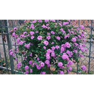 Hoa ngũ sắc rủ (cây giống)
