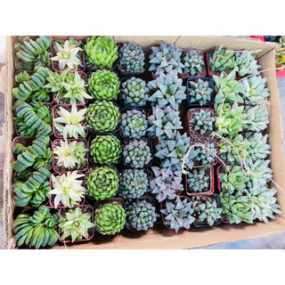 sen đá haworthia 05