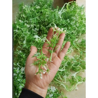 100gr cỏ điểm[ mẫu tùy chọn]