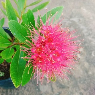 Cây Mai Thái Đỏ