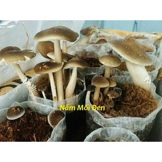 Phôi Nấm Mối Đen(1kiện&7phôi) Chưa Có Mựn Dừa