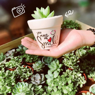 Sen đá MIX CHẬU VẼ để bàn