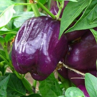 hạt giống ớt [các loại tự chọn]